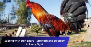 Sabong with Iron Spurs