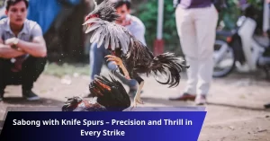 Sabong with Knife Spurs