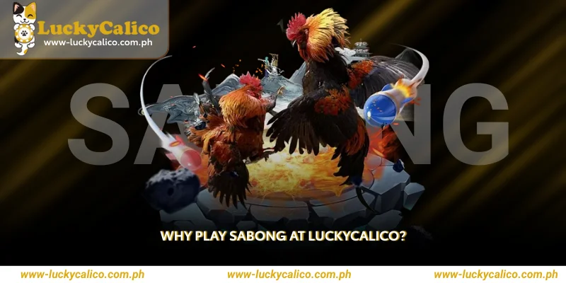 Why Play Sabong at Luckycalico